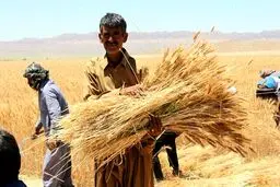 تعیین تکلیف افزایش نرخ خرید تضمینی گندم تا پایان آذرماه