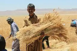 تعیین تکلیف افزایش نرخ خرید تضمینی گندم تا پایان آذرماه