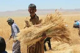 تعیین تکلیف افزایش نرخ خرید تضمینی گندم تا پایان آذرماه