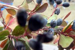 لاکچری‌ترین میوه ایران؛ کیلویی یک میلیون و ۲۰۰ هزار تومان!