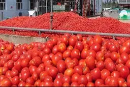 با گرانی گوجه هم سیخ سوخت و هم کباب!/ محاسبه قیمت گوجه جدا از چلوکباب