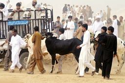 هراس در قرنطینه