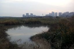 این تالاب راز بوی بد دریاچه غرب تهران است؟