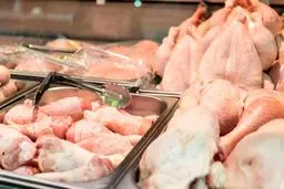 ثبات قیمت مرغ در بازار ادامه‌دار شد / زیان ۴۶۰ میلیارد تومان مرغداران در ۴۰ روز گذشته