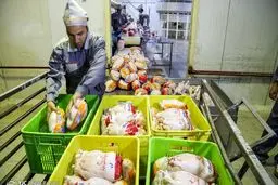 نرخ مرغ دوباره به کانال ۱۳ هزار تومان رسید