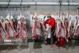 دلالان عامل گرانی گوشت هستند نه دامداران