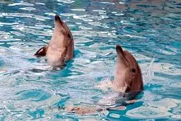 معمای مرگ دلفین‌ها در تهران/ پیمانکار چه چیز را مخفی می‌کند؟