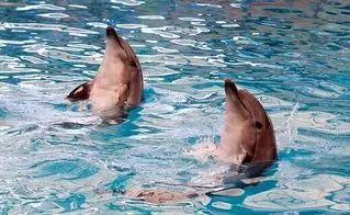 معمای مرگ دلفین‌ها در تهران/ پیمانکار چه چیز را مخفی می‌کند؟