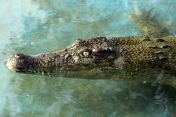 هجوم تمساح‌ها به مناطق سیل‌زده بلوچستان صحت ندارد