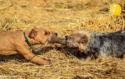 (تصاویر) سگ ها با کشتن ۷۰۰ موش صحرایی رکورد زدند!