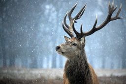 لحظه برخورد یک گوزن با موتورسوار