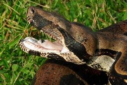 صحنه وحشتناکی که صاحبخانه در حمام با آن روبرو شد