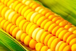 حاشیه‌سازی برای ذرت‌های اخراجی!