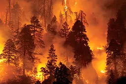 استرالیا گرفتار در آتش/ فرودگاه کانبرا تعطیل شد