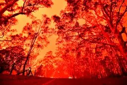 جهانِ پس از آتش‌سوزی‌ استرالیا چگونه خواهد بود؟