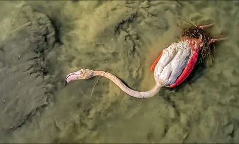 مرگ مشکوک در میانکاله