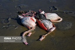 شکار پرنده در «میانکاله» ممنوع شد/ توقف فعالیت بازار پرندگان مهاجر «فریدونکنار»