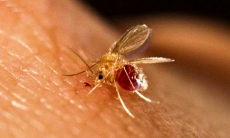 ابتلای ۲۰۰ نفر به بیماری سالک در یک روستای سمنان