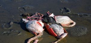 سم &#8221; بوتولیسم &#8221; علت تلفات پرندگان / پایان بقای حیوانات وحشی در زیست بوم «میانکاله»