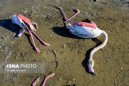 همه چیز درباره قاتل پرندگان در میانکاله