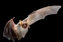 «خفاش» منشا ویروس کرونا اعلام شد