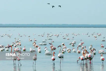 ۸ نکته درباره میانکاله