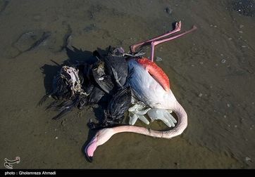 پرندگان مرده میانکاله از بازار پرنده فروشی سر در آوردند؟