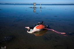 چرا “بوتولیسم” نمی‌تواند عامل مرگ پرندگان مهاجر میانکاله باشد؟ فیلم + عکس