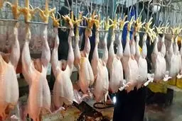 استفاده از تریاک برای افزایش وزن مرغ غیرممکن است