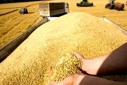 افزایش قیمت گندم در بازارهای جهانی