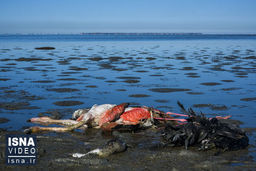 مدیرکل دفتر حیات وحش سازمان محیط زیست: مورد جدیدی از مرگ پرندگان در گلستان نداشته‌ایم