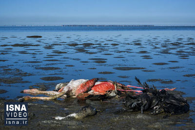 مدیرکل دفتر حیات وحش سازمان محیط زیست: مورد جدیدی از مرگ پرندگان در گلستان نداشته‌ایم