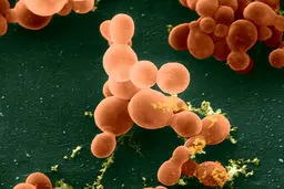 با تلاش پژوهشگران آمریکایی صورت می‌گیرد احتمال درمان سرطان با کمک نوعی قارچ