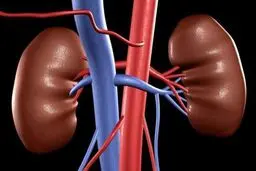 بیماری مزمن کلیوی عامل مرگ سالانه بیش از یک میلیون نفر در جهان