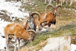 شکارغیرمجاز، زنگ خطری برای حیات وحش است