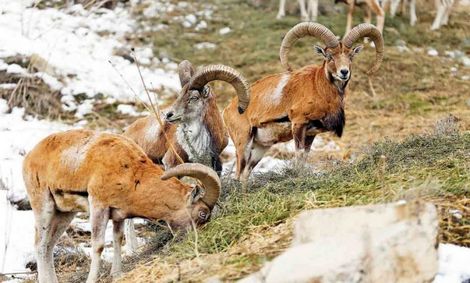 شکارغیرمجاز، زنگ خطری برای حیات وحش است