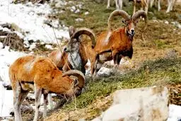 شکارغیرمجاز، زنگ خطری برای حیات وحش است