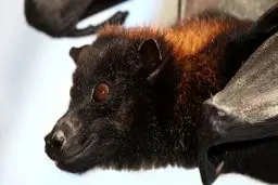 ناگفته‌هایی درباره متهم ردیف اول کرونا