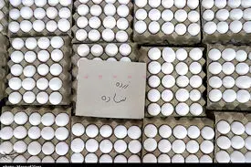 قیمت تخم مرغ کاهش یافت 