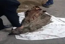 پایان ۶ سال بی‌خبری از زن مفقودشده؛ راز باغچه مغازه کله‌پزی فاش شد