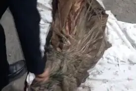 پایان ۶ سال بی‌خبری از زن مفقودشده؛ راز باغچه مغازه کله‌پزی فاش شد