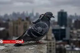 با حمایت دختر پوتین، روسیه پرندگان را تبدیل به جاسوس می‌کند