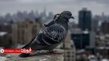 با حمایت دختر پوتین، روسیه پرندگان را تبدیل به جاسوس می‌کند