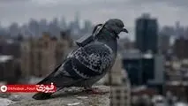 با حمایت دختر پوتین، روسیه پرندگان را تبدیل به جاسوس می‌کند