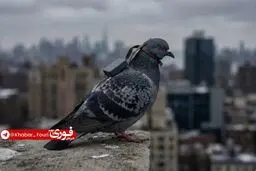 با حمایت دختر پوتین، روسیه پرندگان را تبدیل به جاسوس می‌کند