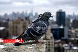 با حمایت دختر پوتین، روسیه پرندگان را تبدیل به جاسوس می‌کند