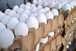 آغاز روند کاهشی قیمت مرغ، تخم‌مرغ و شیر در بازار