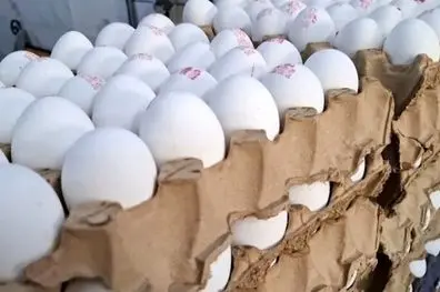 کف قیمت هر شانه تخم‌مرغ ۳۷۰ تومان شد