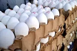آغاز روند کاهشی قیمت مرغ، تخم‌مرغ و شیر در بازار
