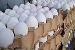 کف قیمت هر شانه تخم‌مرغ ۳۷۰ تومان شد